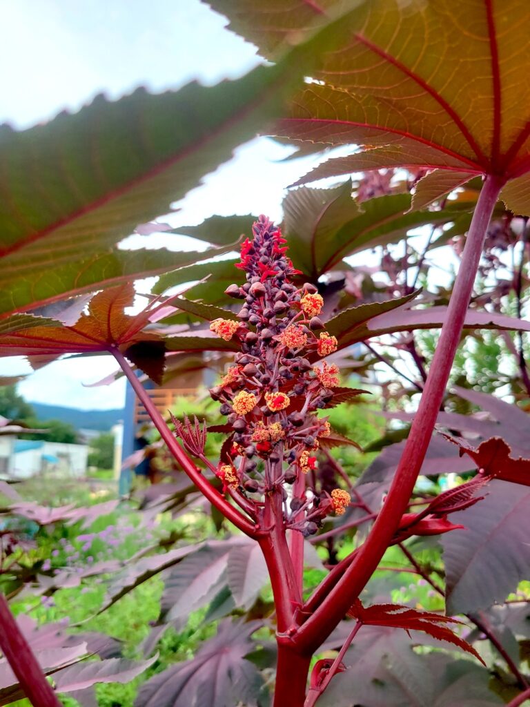 トウゴマの開花